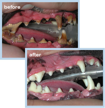 Pet teeth cleaning services