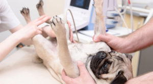 Pet imaging and ultrasound services
